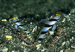 �l�W�����{�E �� �q���i�K�l�W�����{�E �� �e�b�|�E�G�r�~�Q