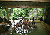 ����ł����l