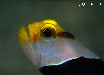 �l�W�����{�E