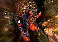 �g���E�c�{