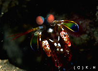 �����n�i�V���R