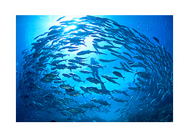 ���� ���̌Q��̒�