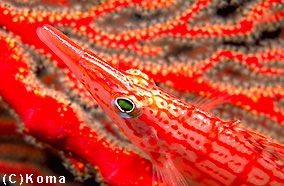 �N�_�S���x