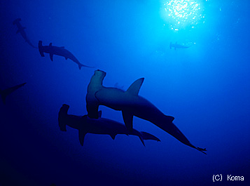 �n���}�[�w�b�h�V���[�N