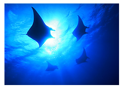 �}���^ �}���^�I