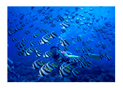 �����n�^�^�e�_�C�ƃ_�C�o�[