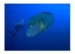 �i�|���I���t�B�b�V��