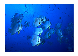 �c�o���E�I�̌Q��