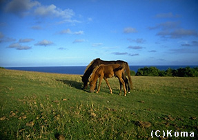 �^�ߍ��n></CENTER></TD>

    <TD WIDTH=