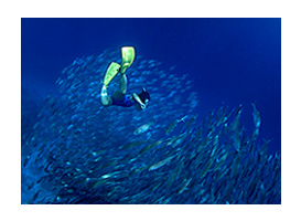 �M���K���̌Q��܂ł�������